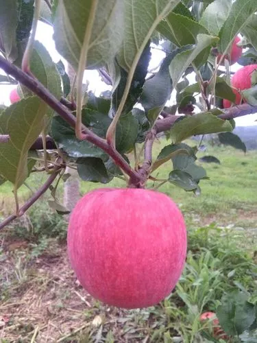 洛阳苹果‖文/赵京江，图/网络（图7）