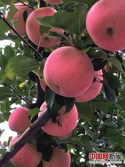 洛阳苹果‖文/赵京江，图/网络（图8）