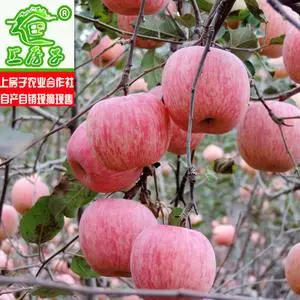 洛阳苹果‖文/赵京江，图/网络（图9）