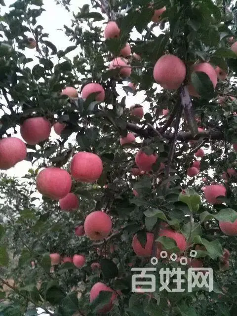 洛阳苹果‖文/赵京江，图/网络（图6）