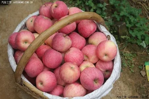 洛阳苹果‖文/赵京江，图/网络（图3）