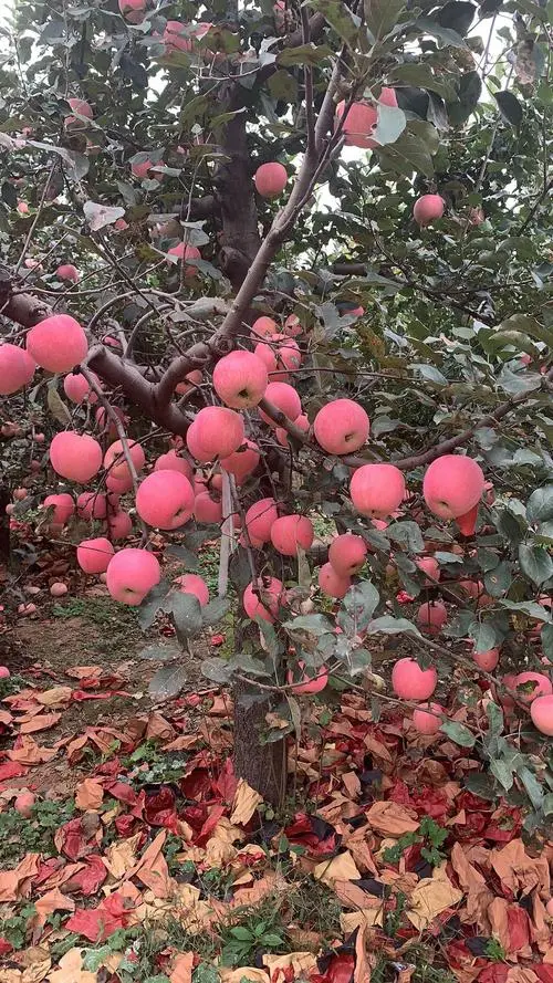 洛阳苹果‖文/赵京江，图/网络（图5）