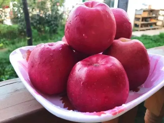 洛阳苹果‖文/赵京江，图/网络（图4）