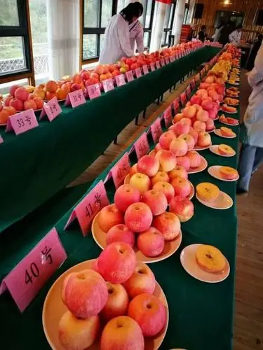 洛阳苹果‖文/赵京江，图/网络