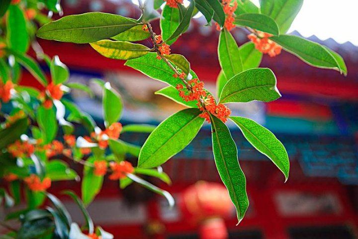 刘林丽诗歌作品186期《等你在中秋》主播小丽花 编辑制作刘林丽(图4)