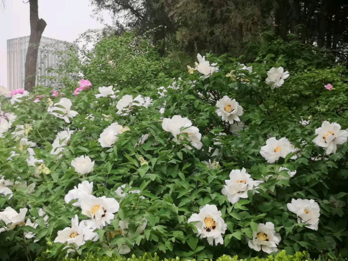校园诗刊专栏‖老师您好吗（外二首）文/主播/伊月儿（图19）