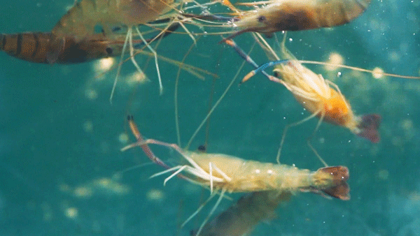 中华诗艺龙江分社推介/郑占荣:鹧鸪天·海虾颂（新韵）(外一首)【原创】（图3）