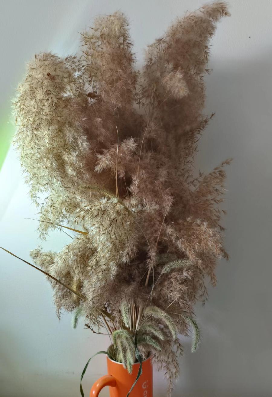 刘林丽诗歌作品184期《芦苇花与狗尾草》朗诵李华敏 编辑制作刘林丽(图2)