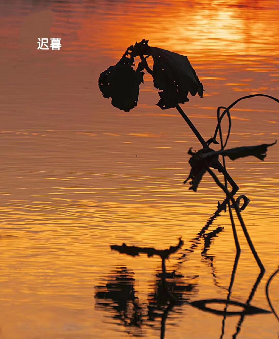 七排律·晚秋乡愁 作者:吴云钦（图3）