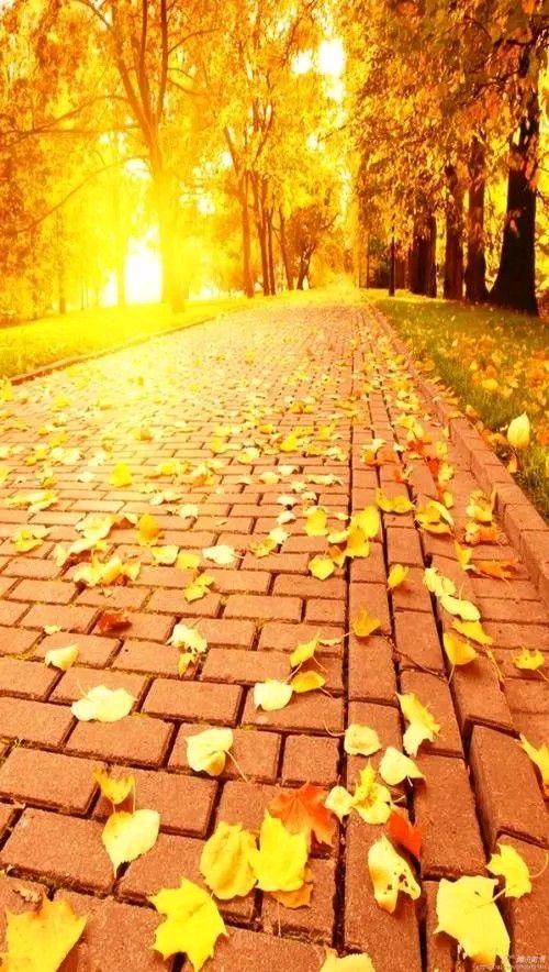 《秋》作者：毛静【主播：荷塘月色】【桃源国际诗歌集团】[桃源♬ 馨声]（图7）