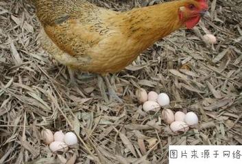 【华夏名篇】分享方亮老师《土鸡蛋》请欣赏（图4）