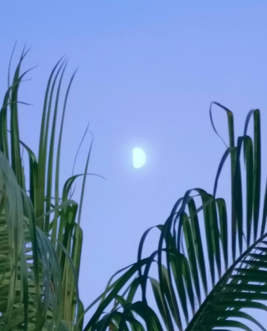 【追月思人】文／磊怀（图4）