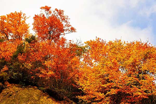 【华夏名篇】分享（天涯客）丁家九《七律•今年最强风暴梅花登陆申城》外七首请欣赏（图10）