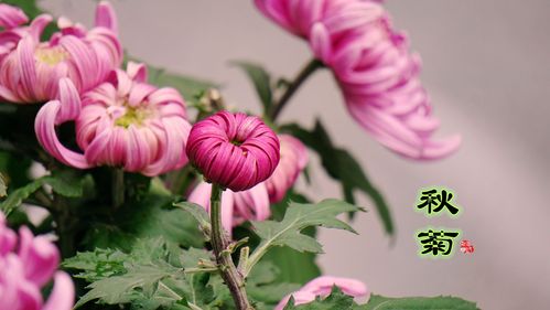 七律《秋菊》沈克法（北京）（图2）