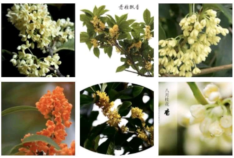 〔诗词小辑〕文/风鸽（张晓峰）【冰心文化传媒】（图3）