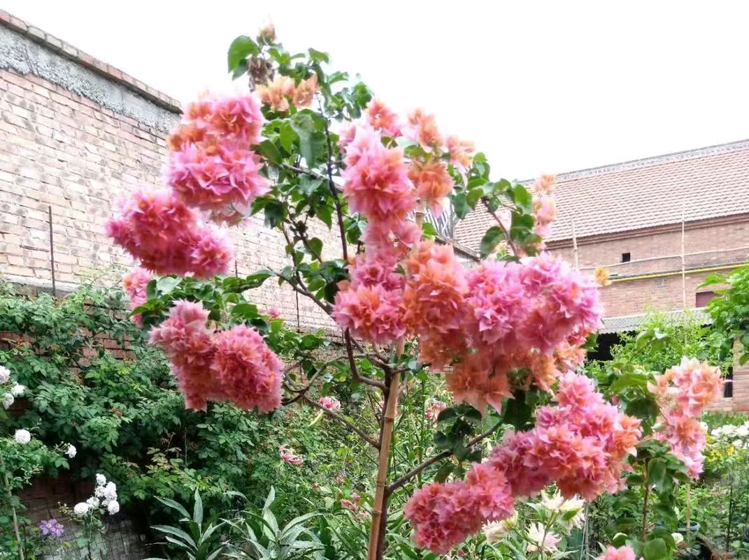 〔诗歌小辑〕作者 红叶（甘肃庆阳）【冰心文化传媒】（图19）