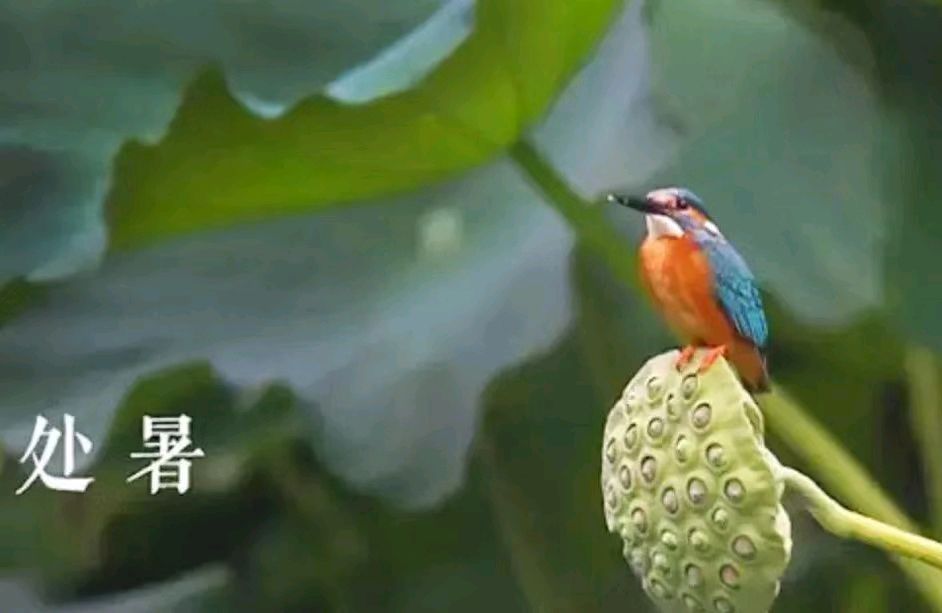 〔诗歌小辑〕作者 红叶（甘肃庆阳）【冰心文化传媒】（图20）