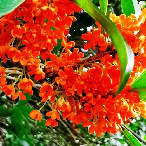 【经典推荐】听月//擷一枚桂花 飘过你的眼眸（图3）