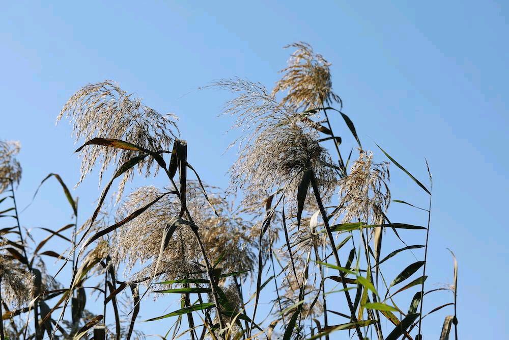 蒹葭苍苍 文/僚片子（宁夏）【冰心文化传媒】（图3）