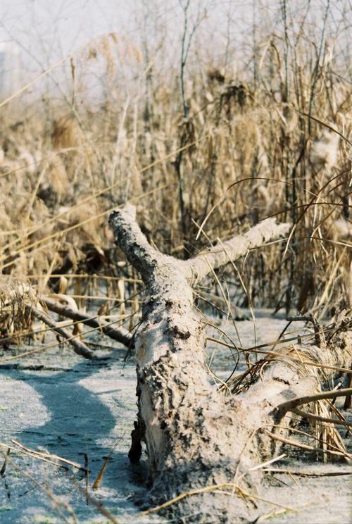 【神都诗社】第031期《嵌“无边落木萧萧下”入诗、填词“苏幕遮”》（图12）
