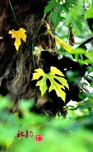 《浅秋》作者：诗意年华【主播：简单生活】【桃源国际诗歌集团】[桃源♬ 馨声]（图4）