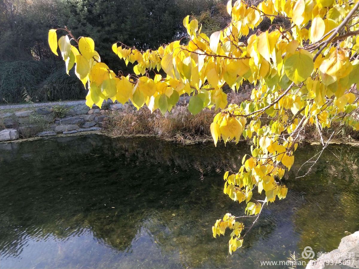 *诗词小辑*《秋 韵》 诗人 王瑞（山东）【冰心文化传媒】主编 冰心（图8）