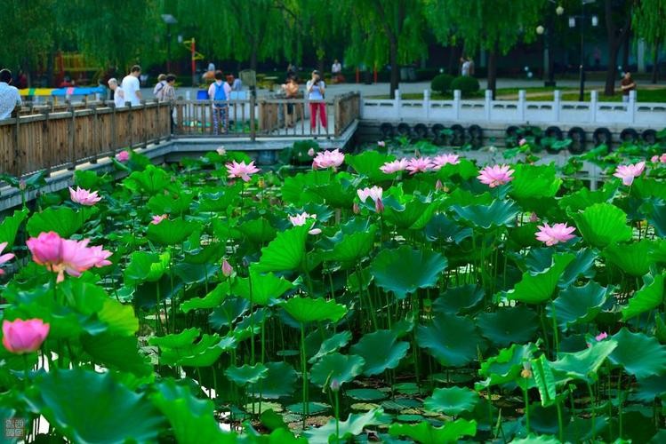 【经典推荐】李福龙//声声慢月在人迟｛外三首｝（图5）