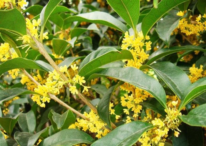 【枫雅汇看图约诗】第253期《又见桂花香》(图10)