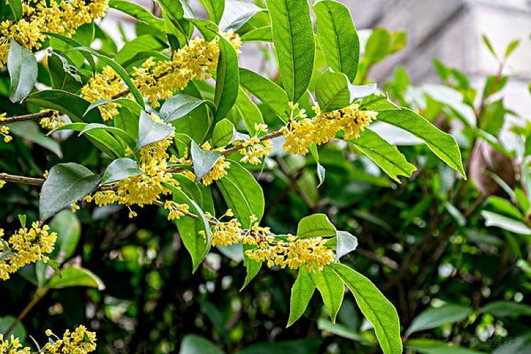 【枫雅汇看图约诗】第253期《又见桂花香》(图13)