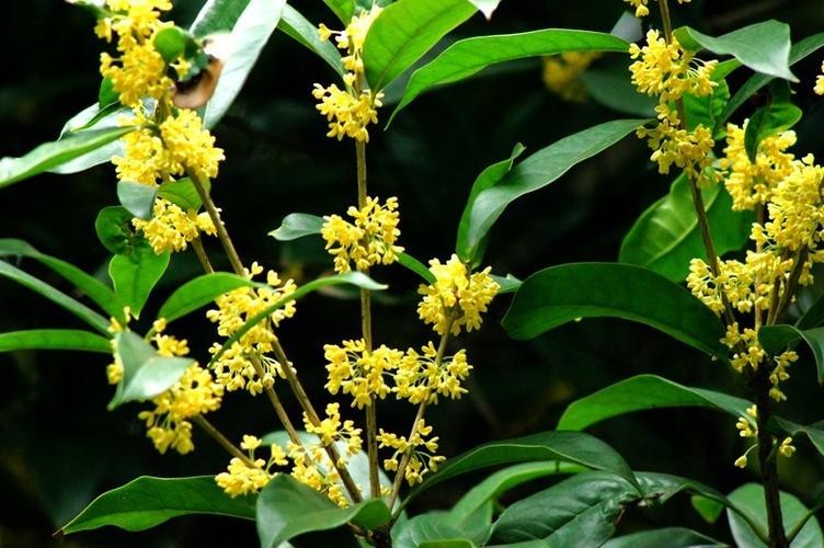 【枫雅汇看图约诗】第253期《又见桂花香》(图15)