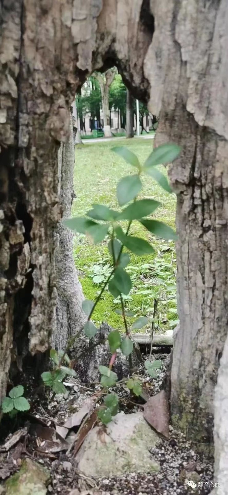 【中国长江文学社】《别样的洞天》（外一首）作者剑花/摄影寒光/诵读周圣凯/制作/宋梅【第4414期】（图3）