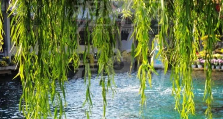 〔古风五首〕咏涧河公园植物 作者 卢会生（山西）【冰心文化传媒】（图3）