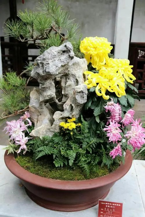 中华诗艺龙江分社推介/杨玉才(梦笔聋儒):沁园春·菊韵.中华词律辞典供谱(外五首)【原创】(图5)
