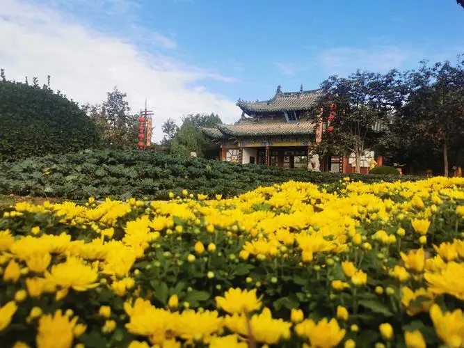 菊 花‖文图/赵京江，书法/太行山人武功（图12）