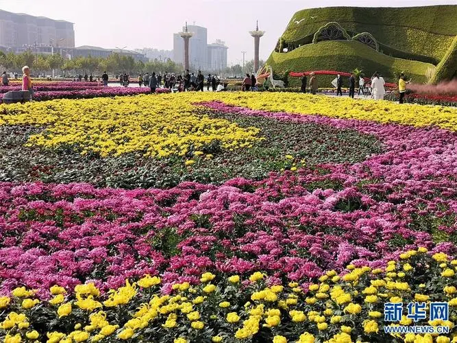 菊 花‖文图/赵京江，书法/太行山人武功（图10）