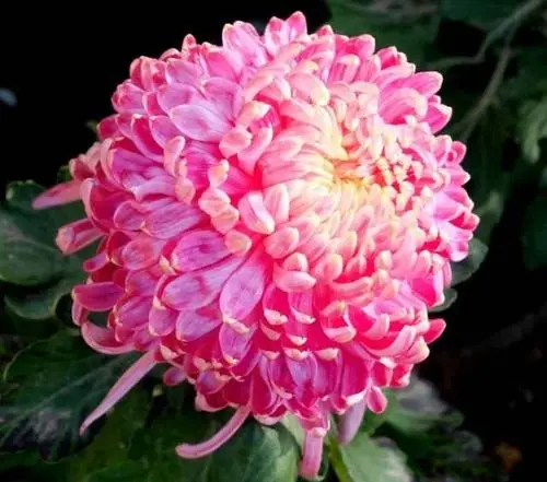菊 花‖文图/赵京江，书法/太行山人武功（图7）