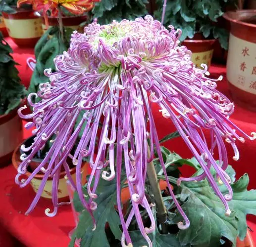 菊 花‖文图/赵京江，书法/太行山人武功（图5）