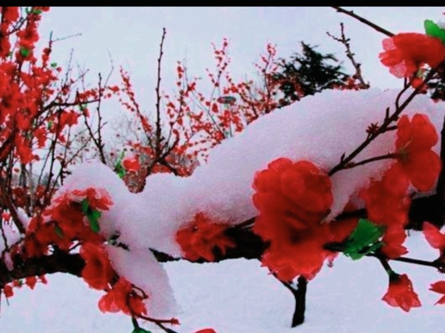 《有声文学》【九江文学社：北京头条】《心语痕》《雪落梅香》（姊妹篇）文/朱少华 金牌主播/叶子（图3）
