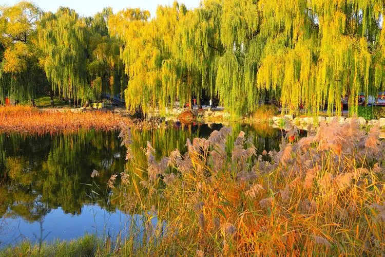 华夏流水诗社‖常驻诗人王俊杰老师专辑