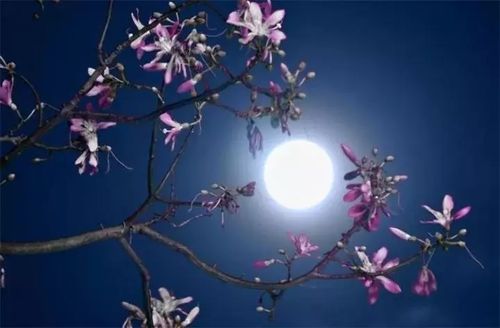 思月二首（古风）文/刘斌（图2）