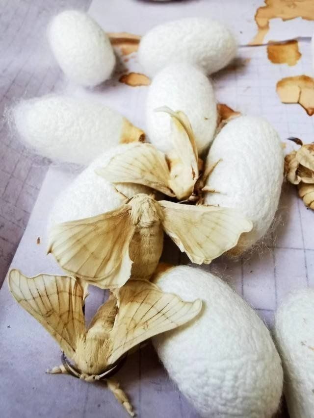 【茶韵文学诗社】刘林丽诗歌作品190期《春蚕与秋蝉》主播玫瑰 编辑制作刘林丽(图4)