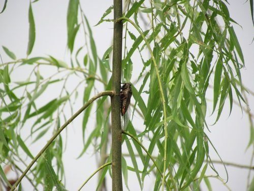 【茶韵文学诗社】刘林丽诗歌作品190期《春蚕与秋蝉》主播玫瑰 编辑制作刘林丽(图7)