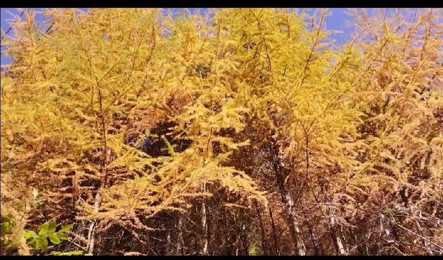 描写秋天美丽的句子（图12）