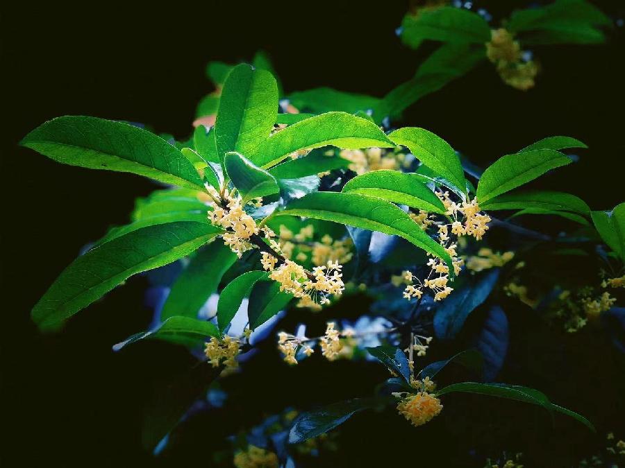 【花朝清韵】第四十四期《九月秋韵》(图3)