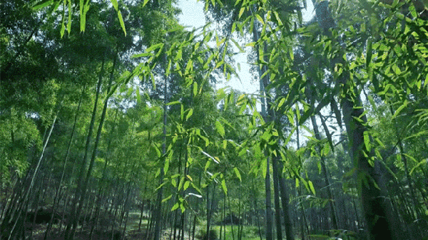 中华诗艺龙江分社推介/张国盛:《喜迎党的二十大，人民生活幸福感专题》第七集九十七/诗词七首（图10）