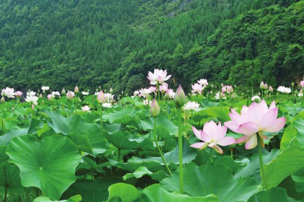 中华诗艺龙江分社推介/姚会昌:七绝•晚景（渔阳第三法）(外二首)（图4）
