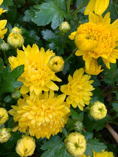 中华诗艺龙江分社推介/卢进国:菊花（图5）