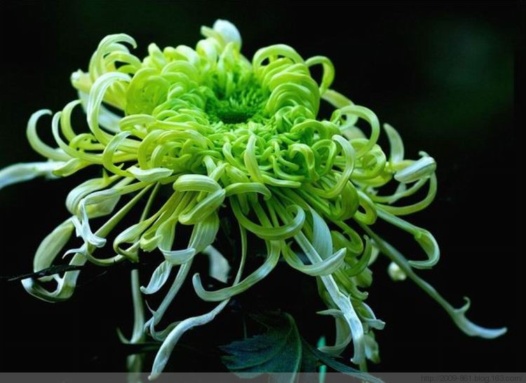 中华诗艺龙江分社推介/卢进国:菊花（图7）