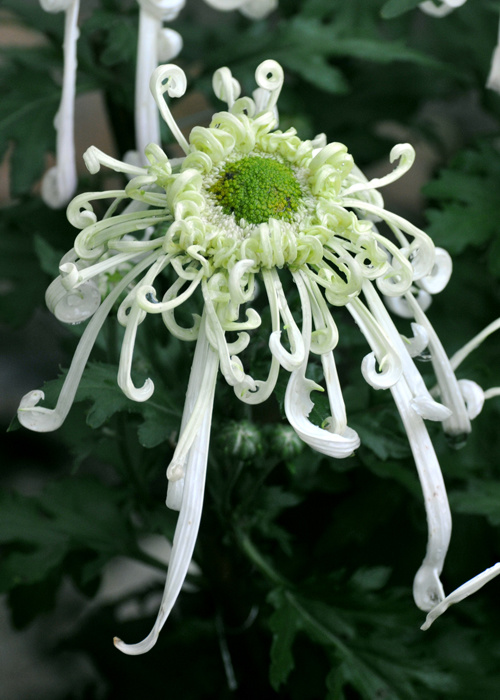 中华诗艺龙江分社推介/卢进国:菊花（图9）