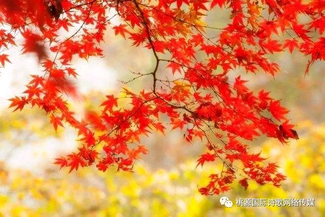 《秋色》作者:秦砖（山东）【主播:金牌主播:铁魂】【桃源国际诗歌集团】[桃源♬ 馨声]（图6）